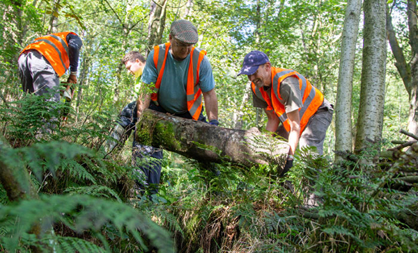 Volunteers lifting a large tree ready to use as a leaky dam.