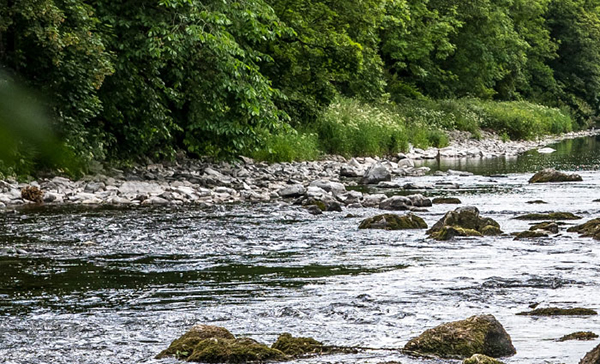 Calm river bank.