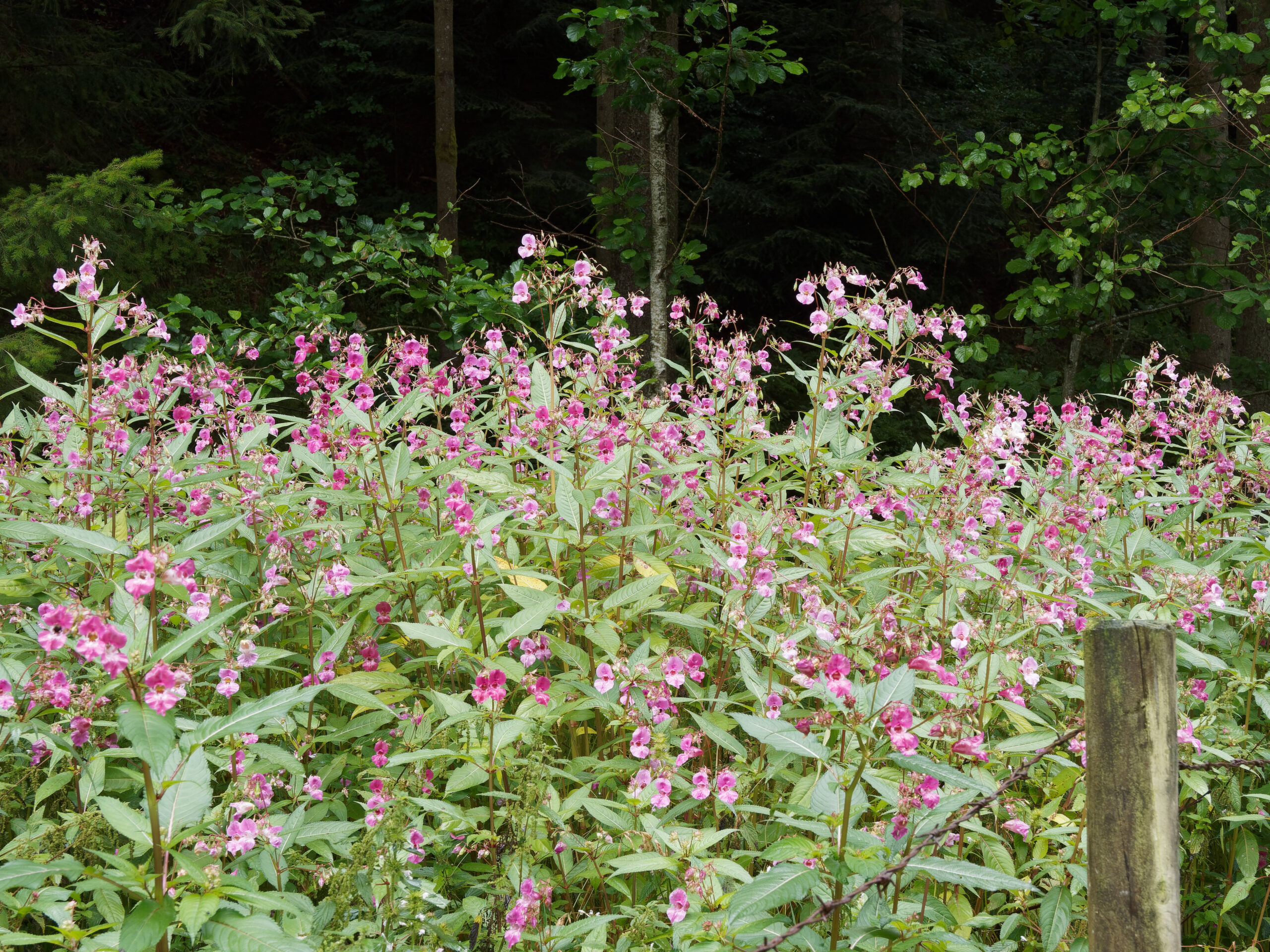Large overgrowing Himalayan balsam.
