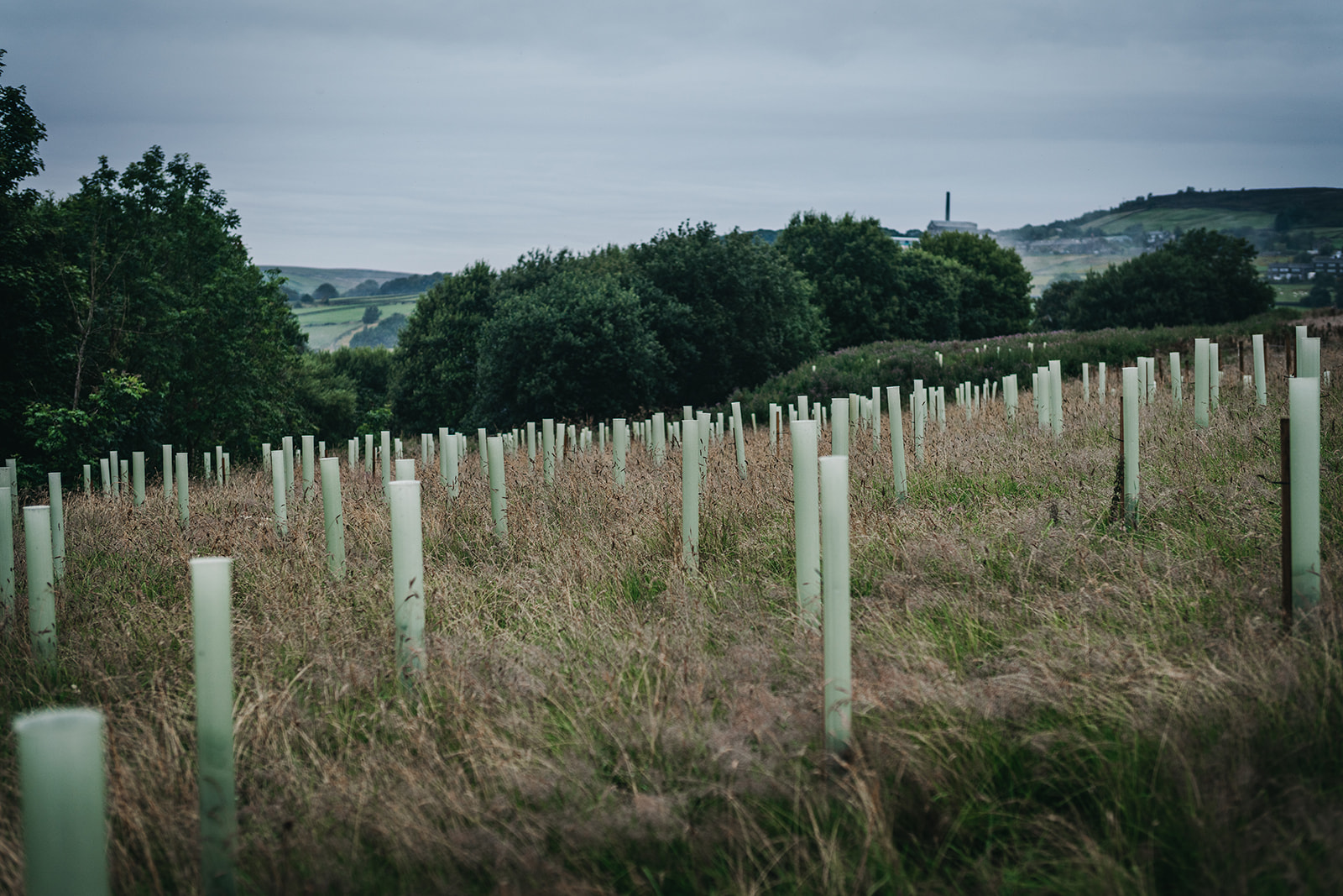 Large area of tree planting in a farm above the valley.