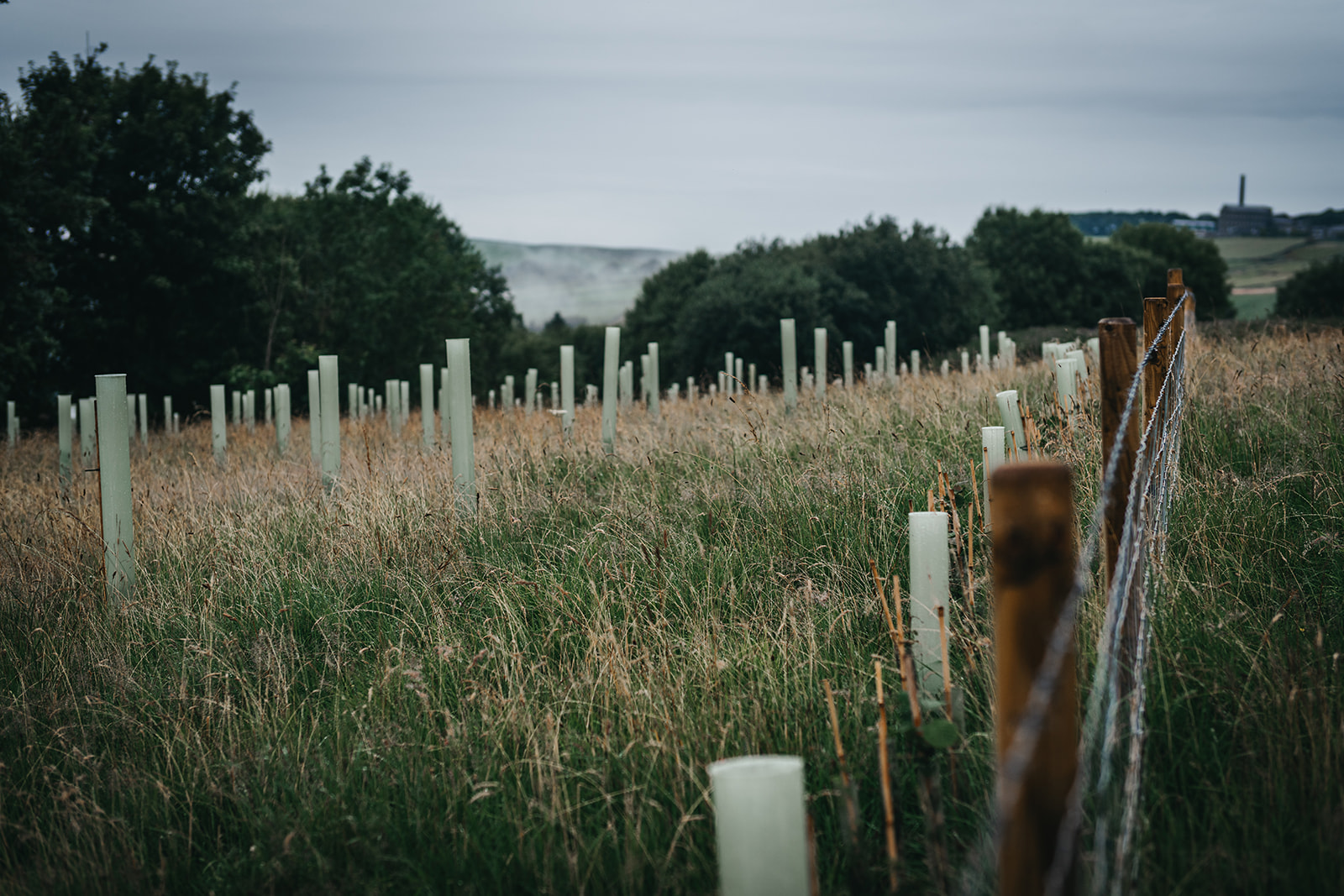 A Calderdale field full of trees that have just been planted
