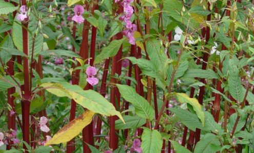 Himalayan Balsam pictured with its pink-purple flowers, fleshy stem and characteristic leaves.