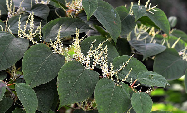 Japanese Knotweed pictured with its small white flowers, zig zag stems and lush green colour.