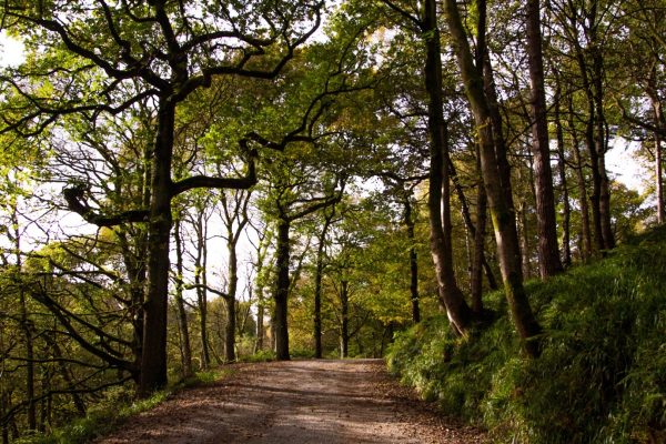 Woodland Management at Hardcastle Crags.