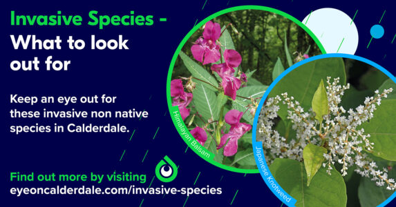 Keep an eye out for these invasive non native species in Calderdale.