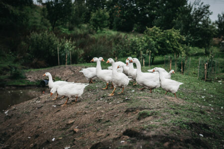 A group of white ducks waddling towards an attenuation basin.