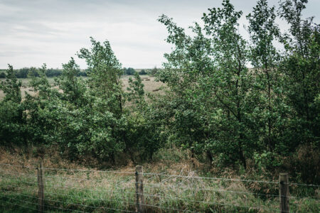 Trees used as a border instead of fencing, helping with natural flood management.