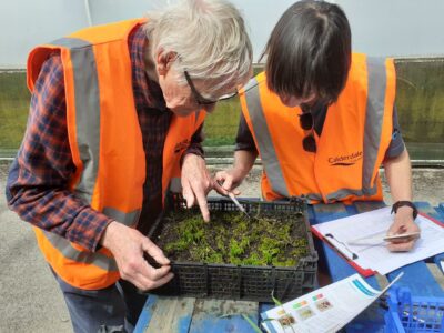 Volunteers growing moss as part of the sphagnum moss project in Calderdale.
