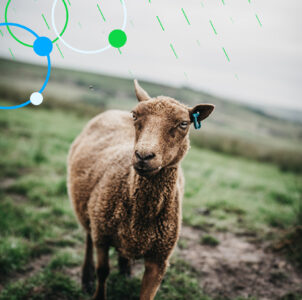 Sheep in an attenuation pond. 