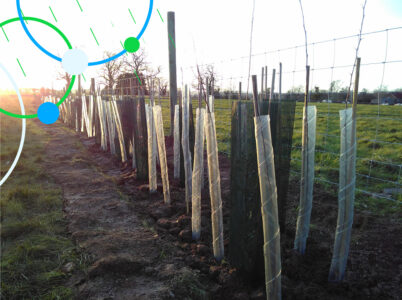 Hedge planting
