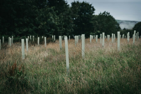 Calderdale tree planting