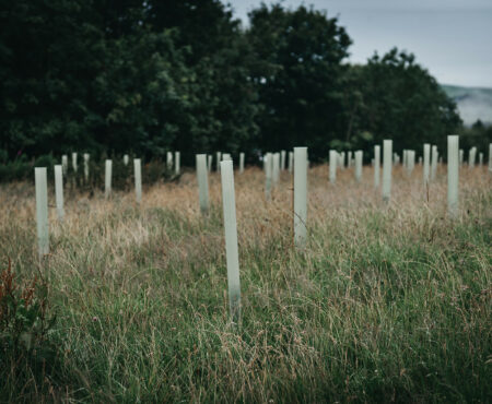 Calderdale tree planting