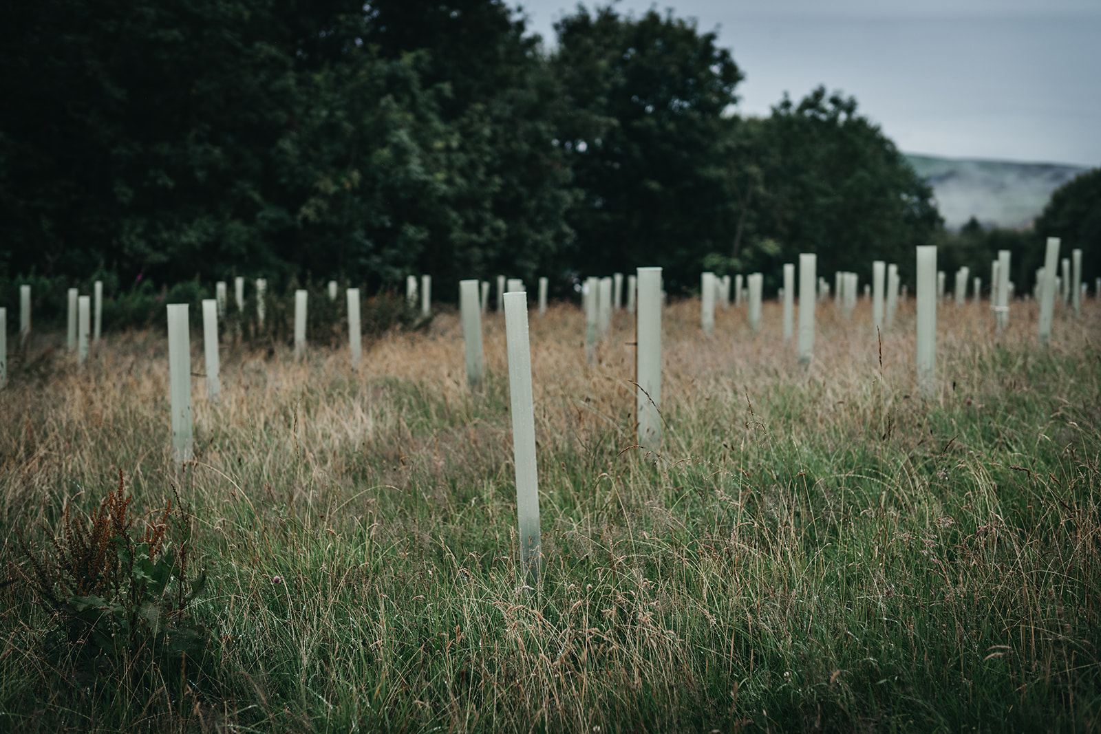 Calderdale tree planting