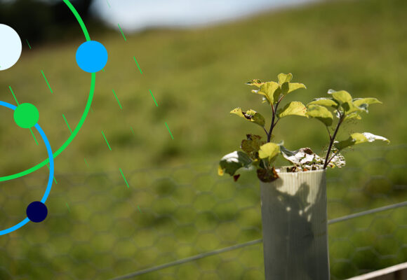 Volunteer with Forus Tree