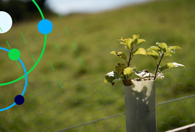Tree planting