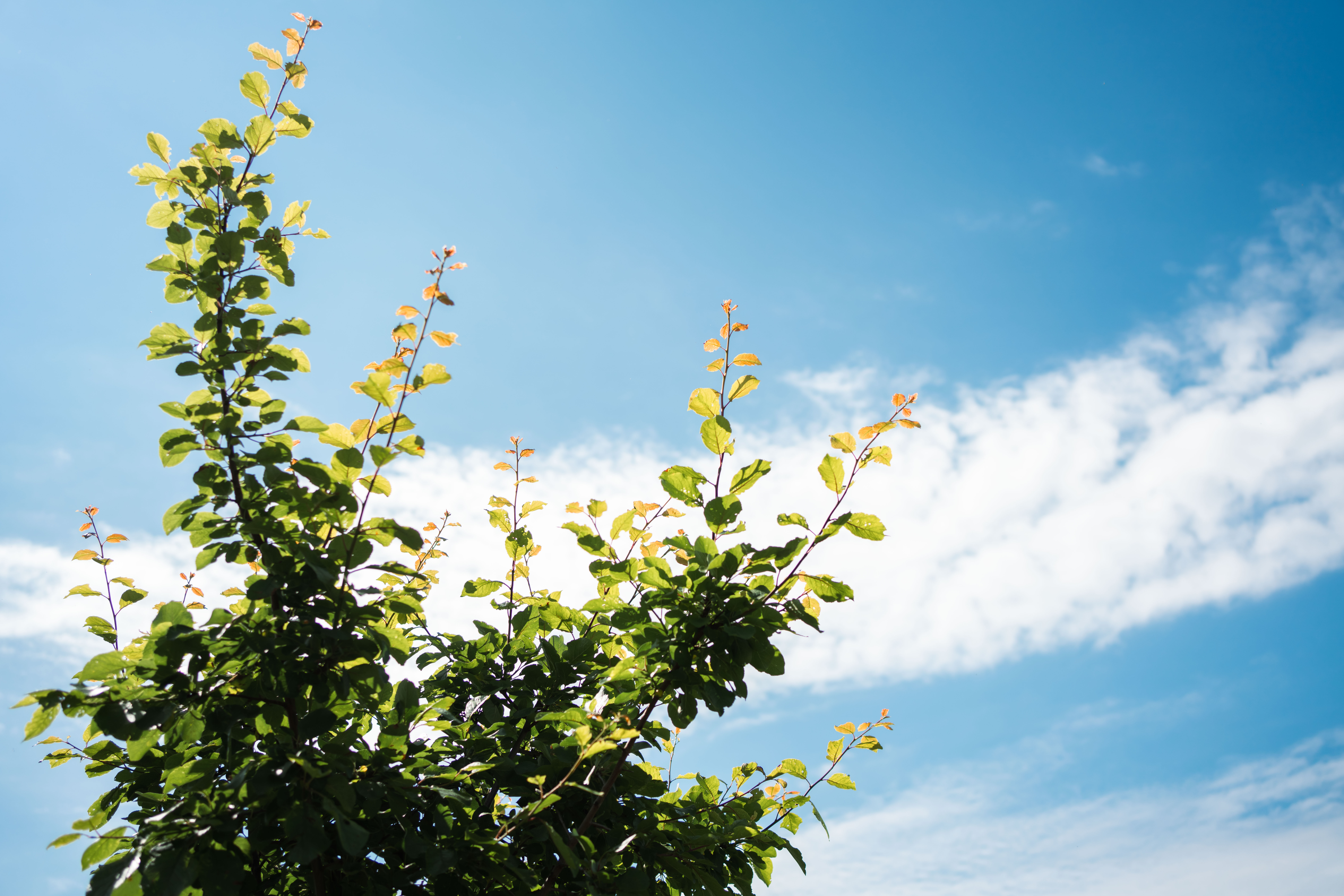 Tree surrounded by beautiful blue skies.