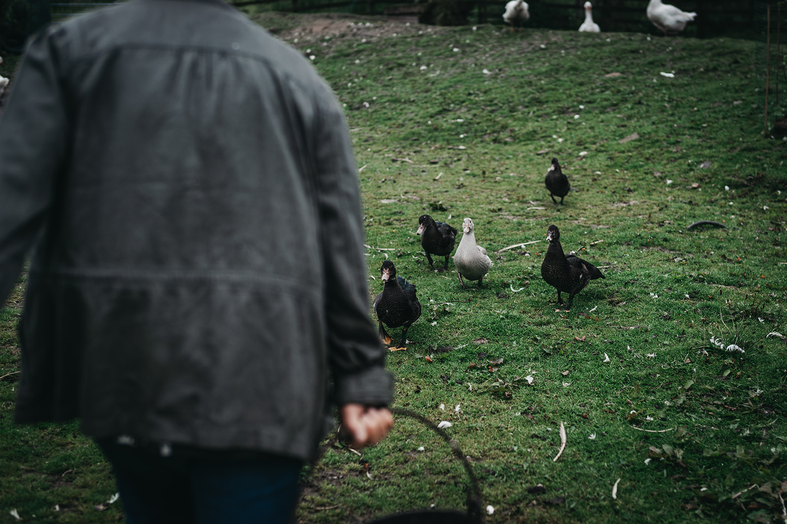 Landowner with geese and ducks