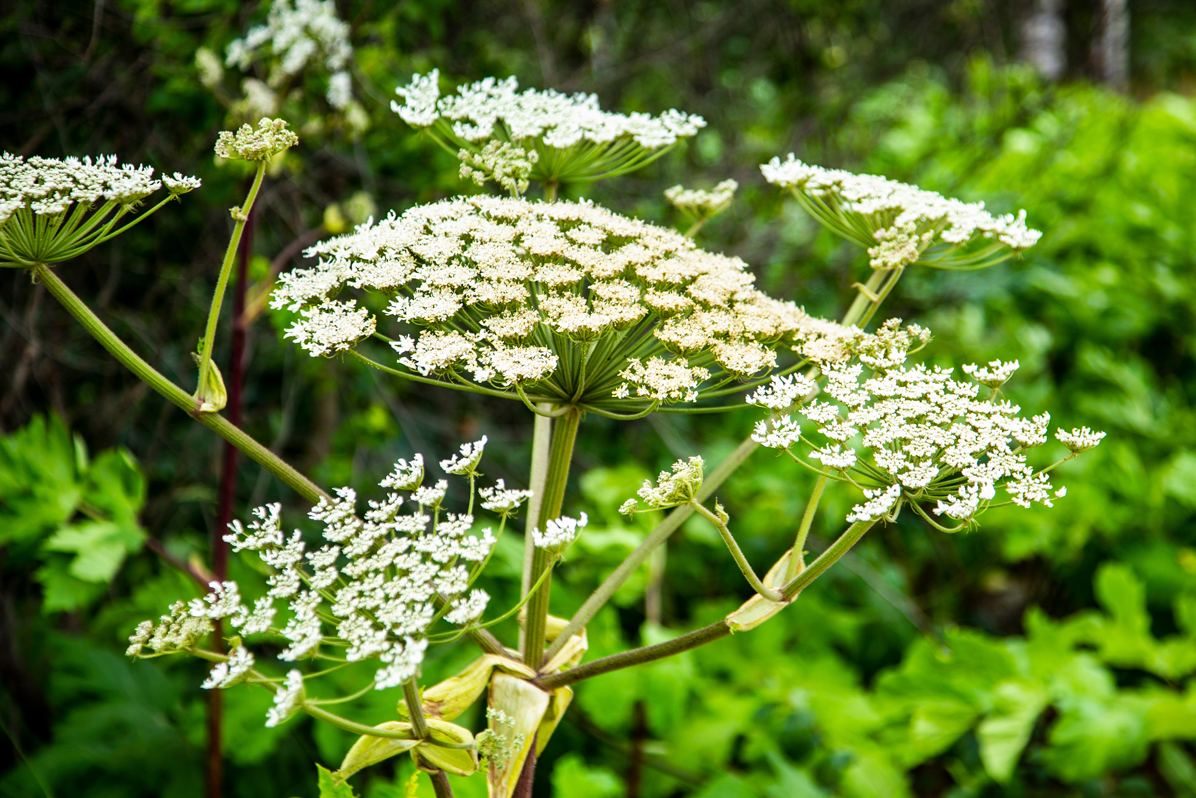 A Giant Hogweed plant in flower