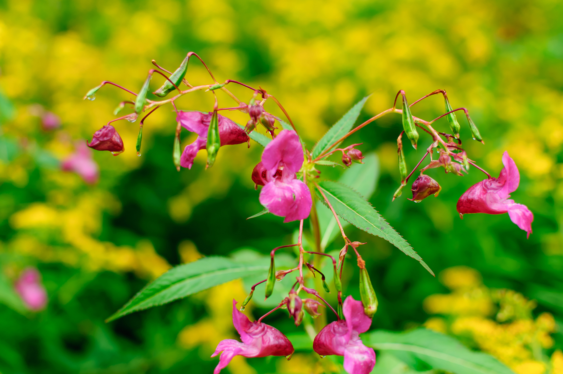 Himalayan balsam in flower