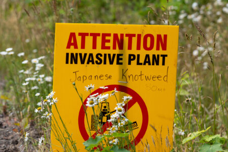 A sign that reads 'Attention, invasive plant, Japanese Knotweed'