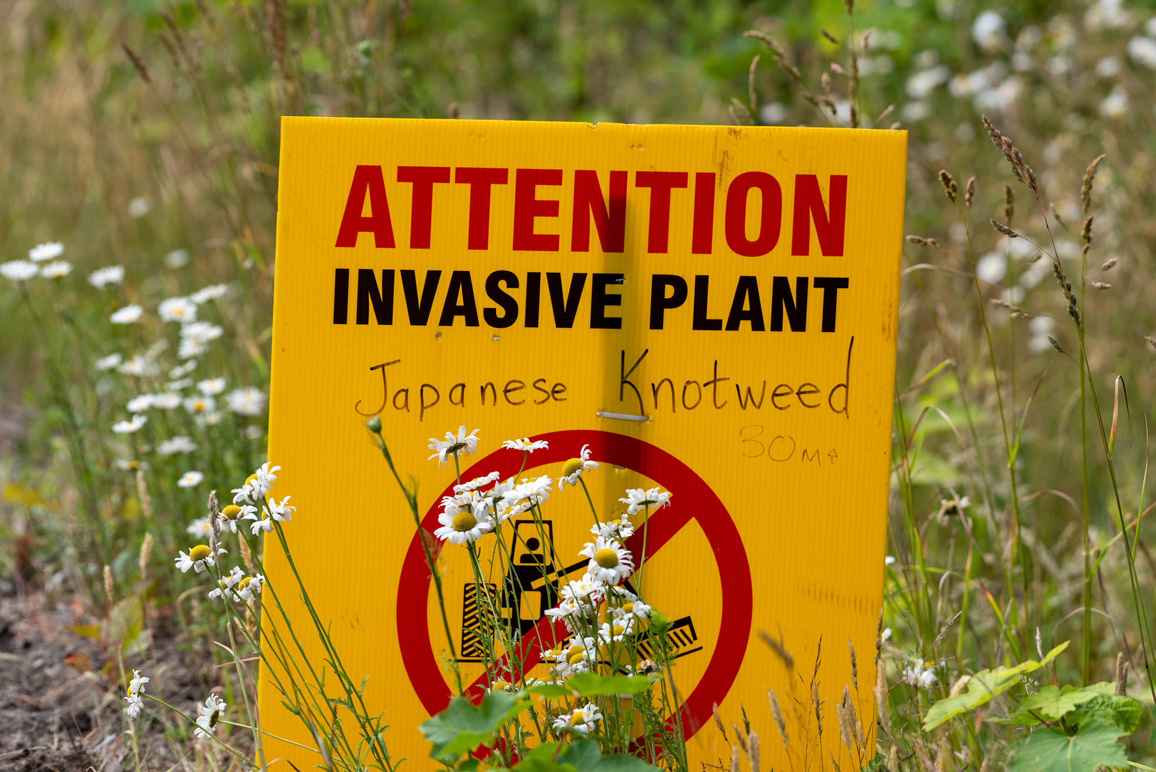 A sign that reads 'Attention, invasive plant, Japanese Knotweed'