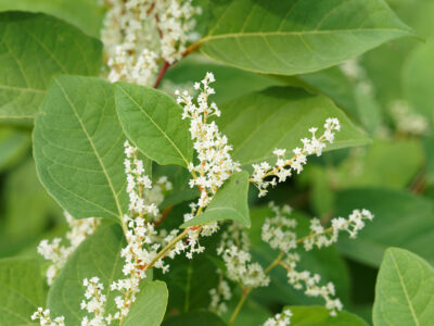 Close up of Japanese knotweed flowering