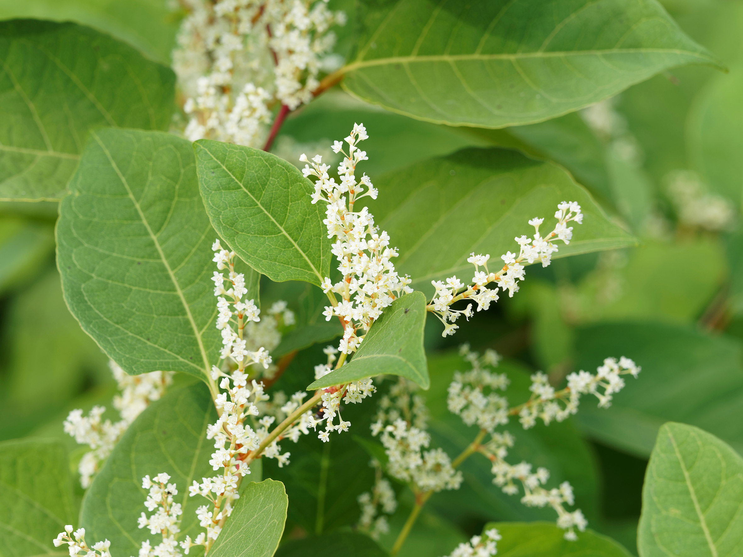 Close up of Japanese knotweed flowering