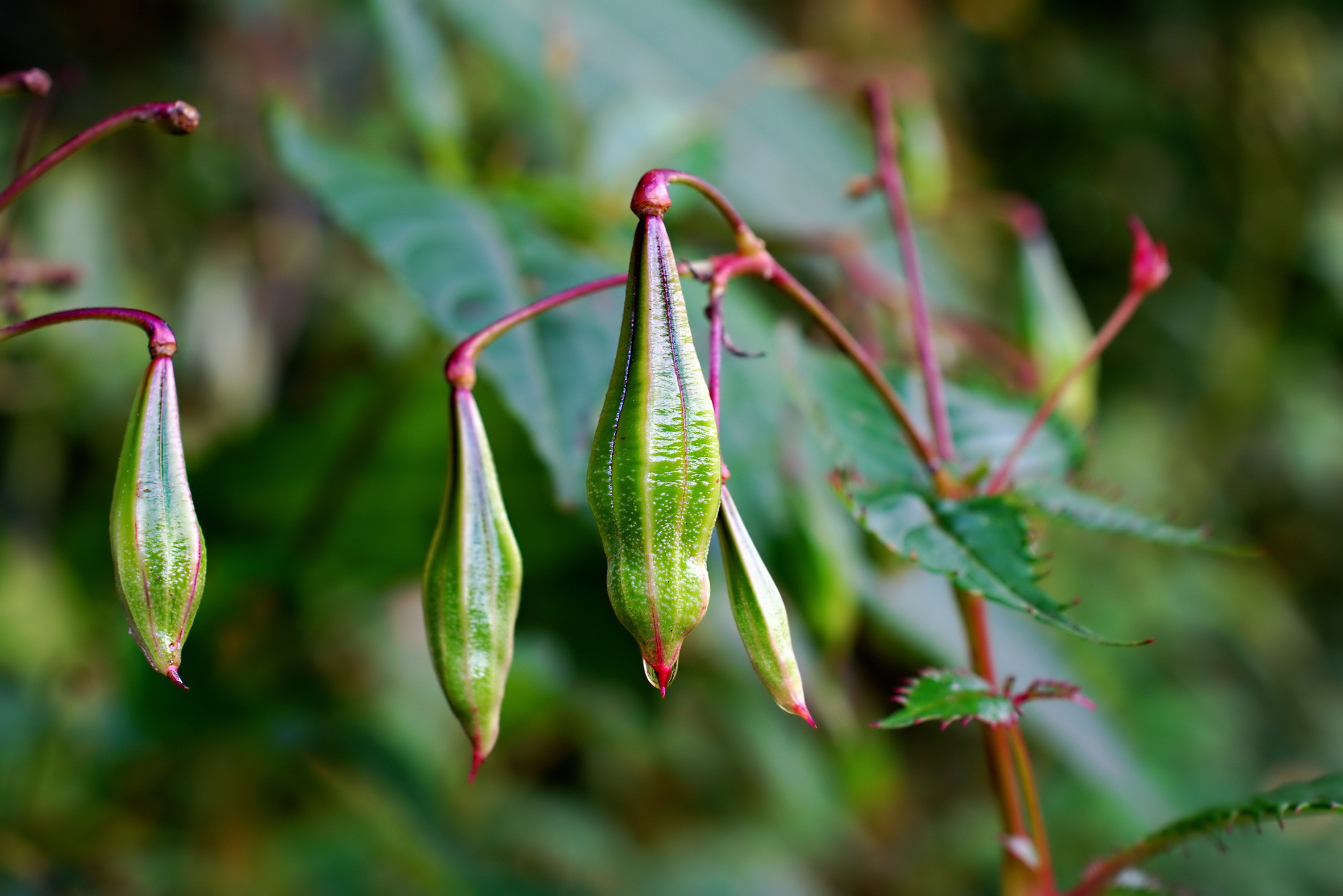 Himalayan balsam seeds