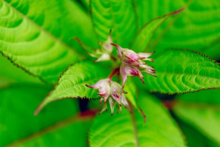 Close up of Himalayan Balsam buds