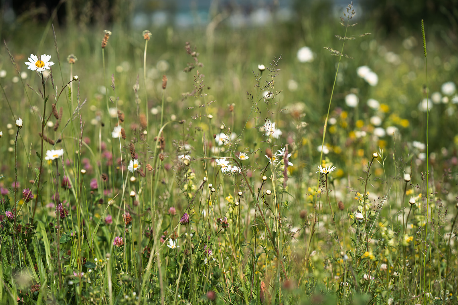 A wildflower meadow in Calderdale