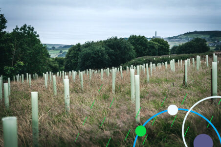 Tree planting