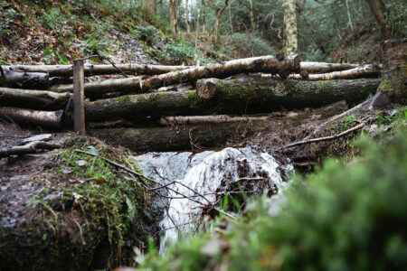 A leaky dam made with large felled tree. Natural flood management 