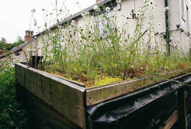A garden shed with a blooming green roof planted with daisies and grasses, used as a sustainable drainage solution in a backyard setting.