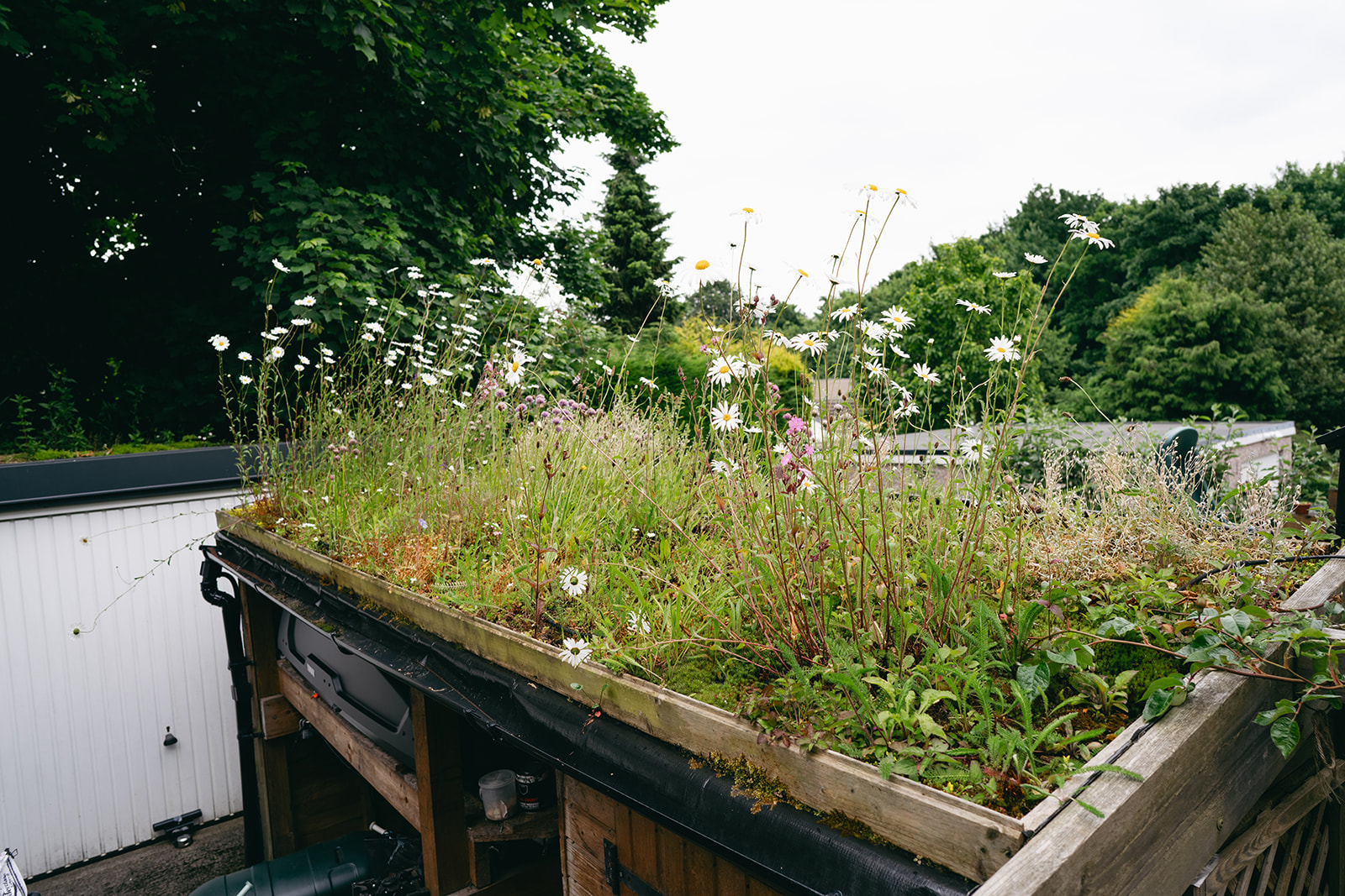 An example of a small-scale Sustainable Drainage System (SuDS) featuring a wildflower living roof on a timber garden shed. The roof is overgrown with oxeye daisies and greenery, acting as a natural sponge for storm management. A black waterproof liner is visible beneath the wooden roof frame.