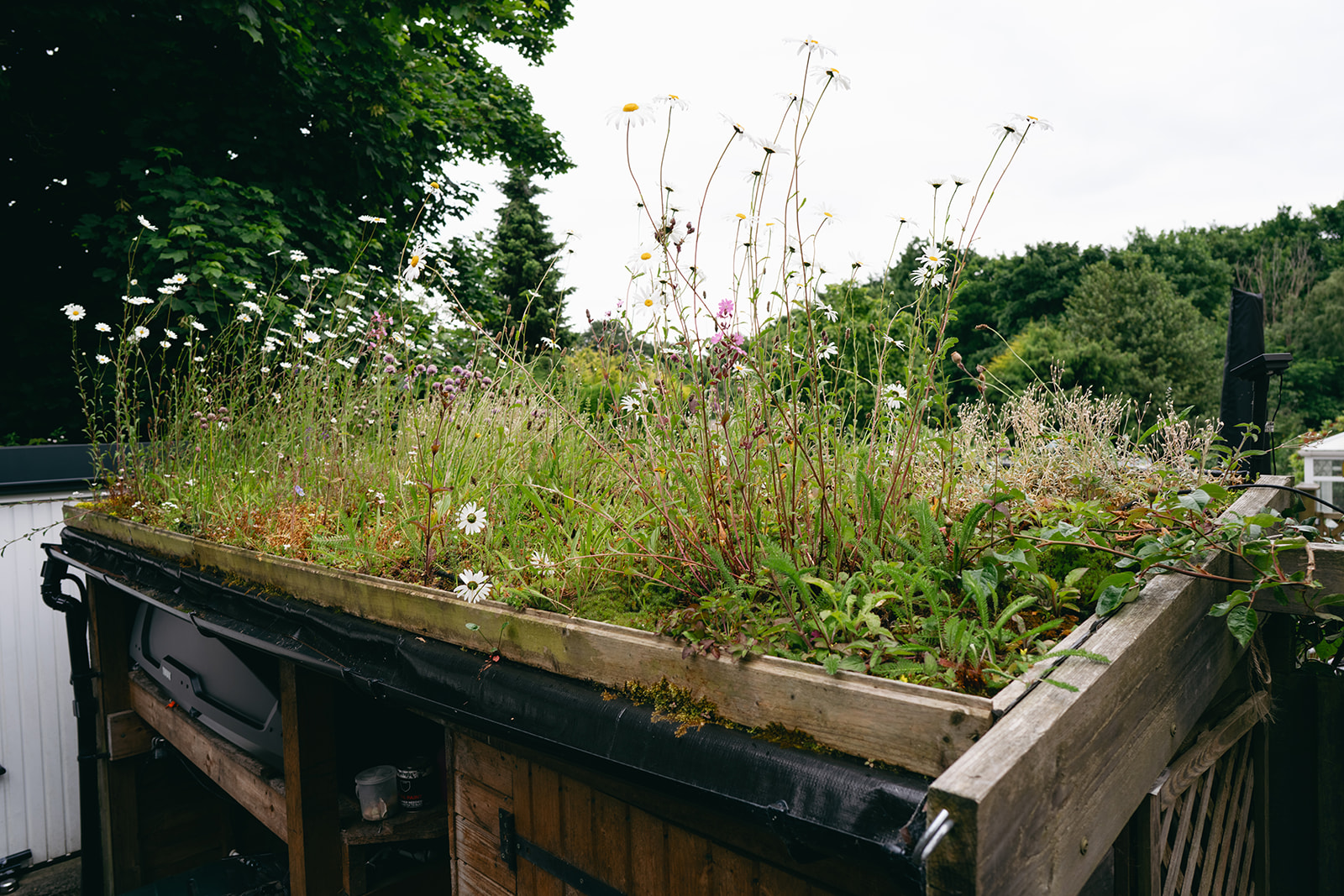 A garden shed with a blooming green roof planted with daisies and grasses, used as a sustainable drainage solution in a backyard setting.