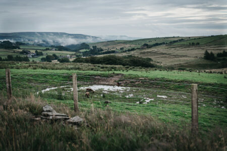 A wide landscape view of an attenuation basin on a hillside in Calderdale. In the foreground, a fenced-off grassy area contains a shallow pool of water where two sheep are grazing. In the background, rolling green fields and stone-walled farmlands stretch toward misty hills under an overcast sky.