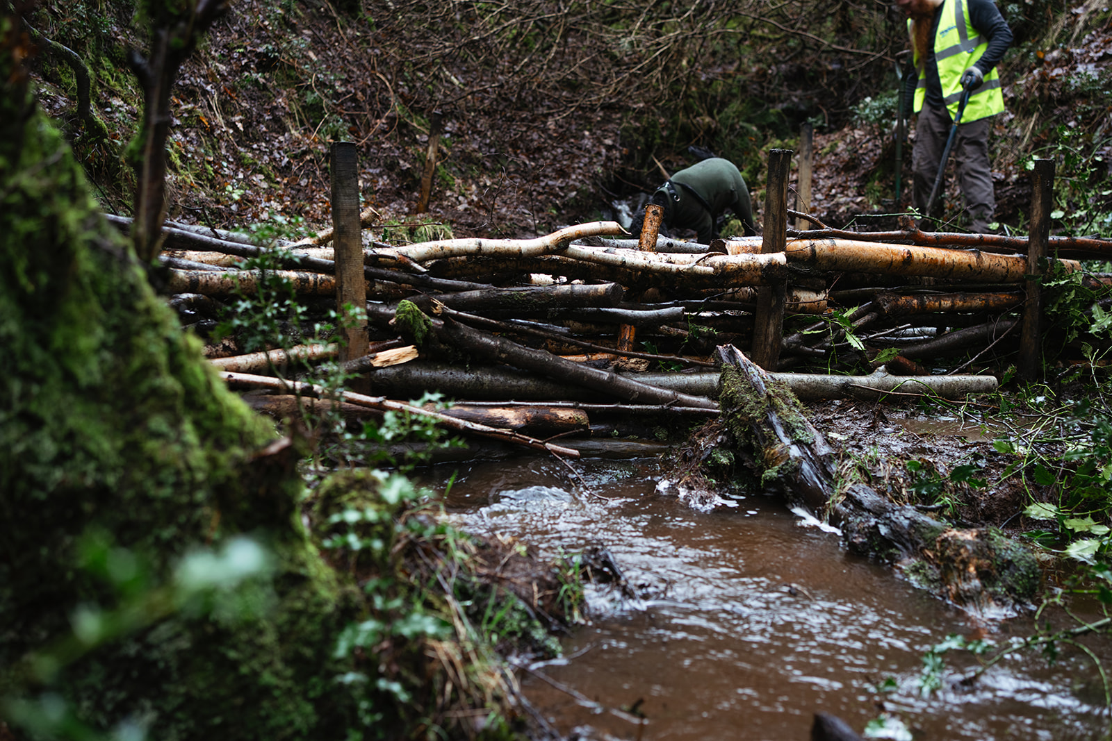 An example of a woody leaky dam constructed as part of Natural Flood Management (NFM) measures. Large, debarked logs are pinned across a narrow woodland stream to slow the flow of water. The structure is integrated into the natural landscape of a sloped, wooded area with birch trees and a leaf-littered ground, with a volunteer and a dog visible in the background.