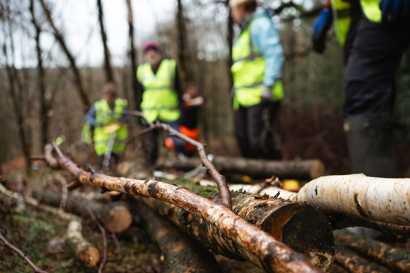 A close-up image of scattered logs and branches. The ground appears muddy in forested area. The volunteers in the background are out of focus. The focus is on the natural textures.