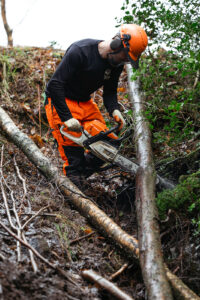 A Yorkshire Wildlife volunteer is depicted wearing safety gear, including a helmet with a visor and ear protection, while operating a chainsaw to cut through a fallen tree. The individual is focused on the task at hand amidst a natural setting with visible underbrush and other trees in the background, indicating outdoor conservation work.