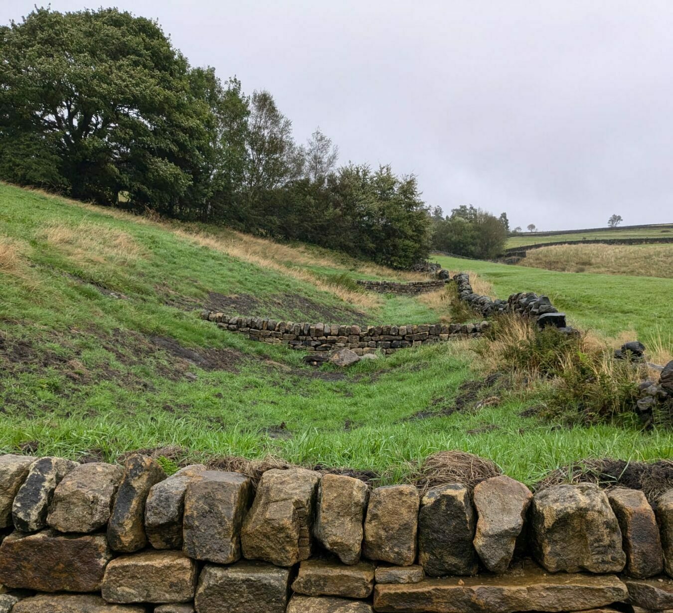 A green, sloping field featuring a series of low, curved dry stone walls built across a natural dip in the land. These leaky dams are designed to slow the flow of water down the hillside. A line of trees borders the top of the slope, and a traditional straight dry stone wall runs along the right side of the field under an overcast sky.