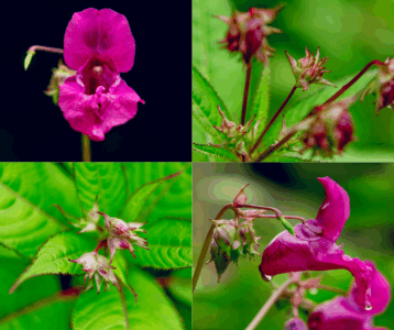 Four close-up photos of Himalayan balsam flowers. Each image highlights the delicate pink petals and seed pods of the plant. The flowers are vibrant and detailed, showcasing the unique structure and colour variations of the Himalayan balsam.