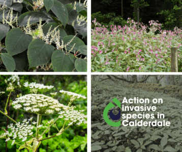 Action on invasive species in Calderdale. A diverse array of invasive plant species, including dense clusters of Japanese Knotweed, Himalayan balsam and Giant Hogweed. These plants are shown overtaking a natural landscape, illustrating the impact of invasive species on native ecosystems.