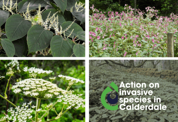Action on invasive species in Calderdale. A diverse array of invasive plant species, including dense clusters of Japanese Knotweed, Himalayan balsam and Giant Hogweed. These plants are shown overtaking a natural landscape, illustrating the impact of invasive species on native ecosystems.