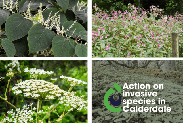 Action on invasive species in Calderdale. A diverse array of invasive plant species, including dense clusters of Japanese Knotweed, Himalayan balsam and Giant Hogweed. These plants are shown overtaking a natural landscape, illustrating the impact of invasive species on native ecosystems.