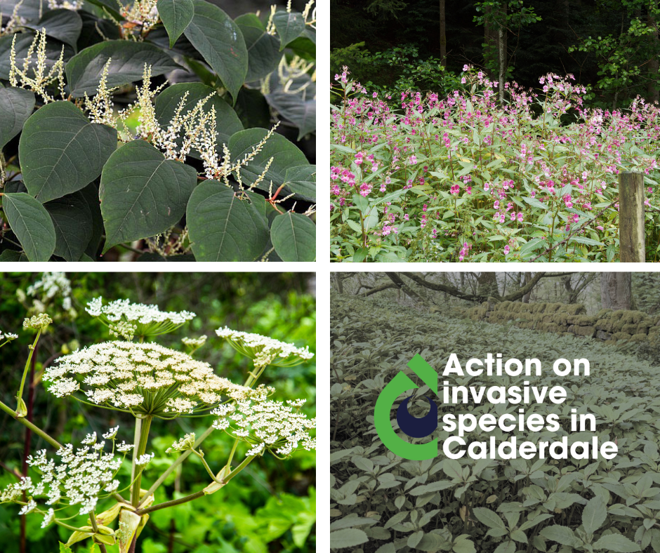 Action on invasive species in Calderdale. A diverse array of invasive plant species, including dense clusters of Japanese Knotweed, Himalayan balsam and Giant Hogweed. These plants are shown overtaking a natural landscape, illustrating the impact of invasive species on native ecosystems.