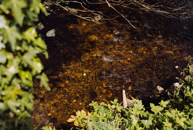 Close-up view of a shallow river with clear water revealing smooth stones on the riverbed.