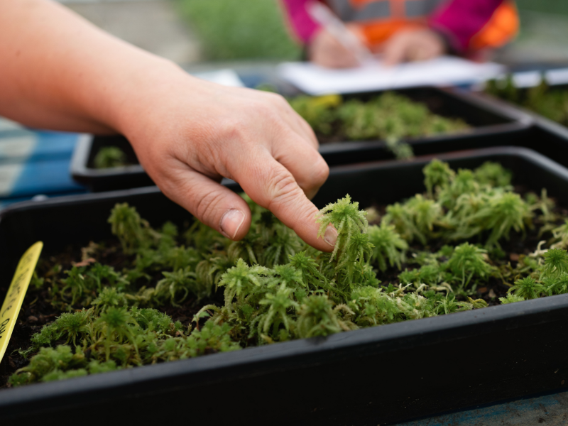 A hand inspecting Sphagnum Moss in a tray during a planting or research activity.