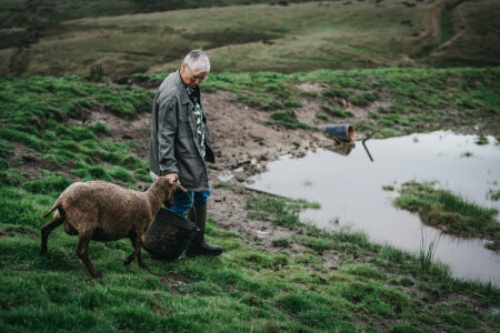 A person stands on a grassy area near a small attenuation basin, holding a basket, while a brown sheep walks beside them.