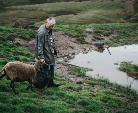 A person stands on a grassy area near a small attenuation basin, holding a basket, while a brown sheep walks beside them.