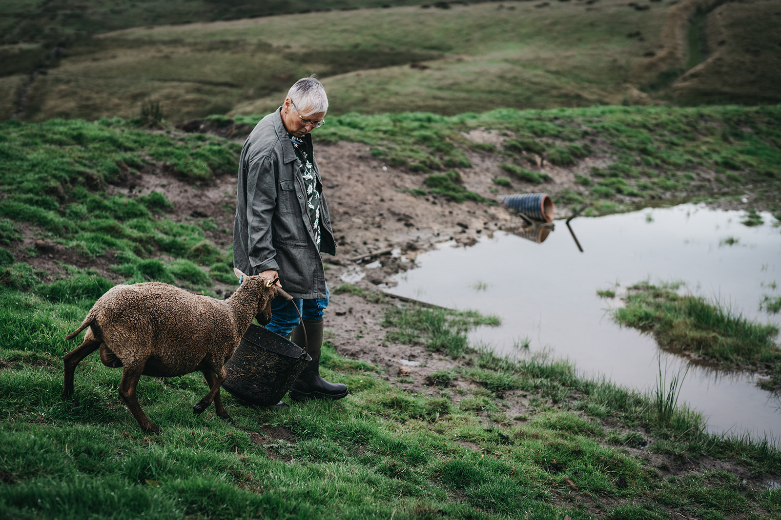 A person stands on a grassy area near a small attenuation basin, holding a basket, while a brown sheep walks beside them.